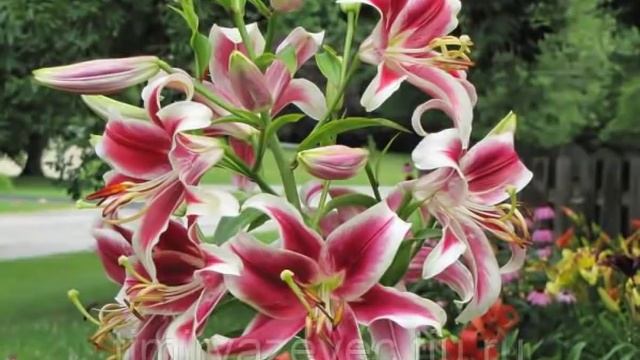 Лилии для новичков. Все о лилиях.