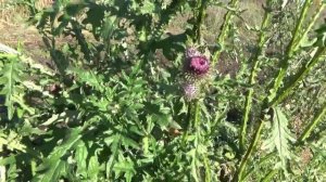 Заготовка чертополоха(лекарственные травы)