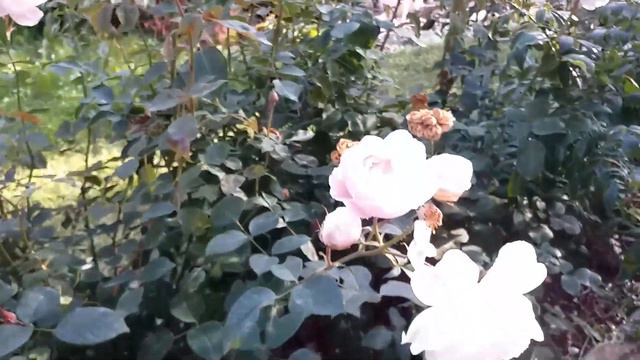 Розы, гортензии, многолетники. Яркие краски осени. Обзор 19.09.23г. смотреть онлайн