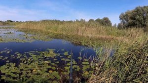 ПОЕХАЛ НА РЫБАЛКУ ОДИН НА МОПЕДЕ. ЛОВЛЯ КАРАСЯ НА ОЗЕРЕ ЛЕТОМ. РЫБАЛКА НА ПОПЛАВОК.