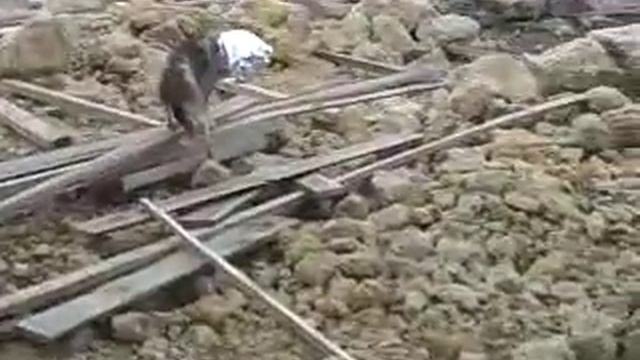 Поела собака курицы:))) смотреть онлайн