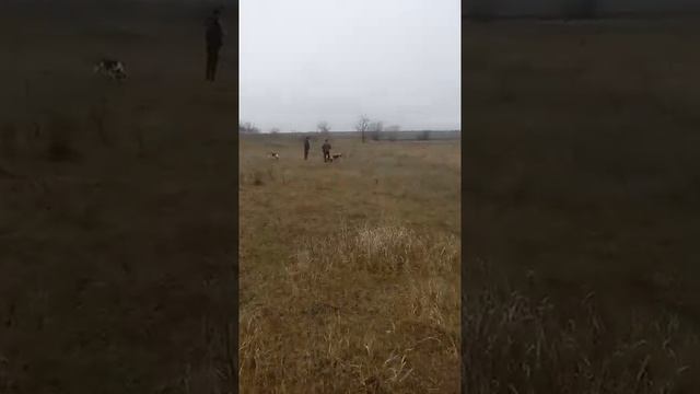 Гон молодых собак в камыше по лисе смотреть онлайн