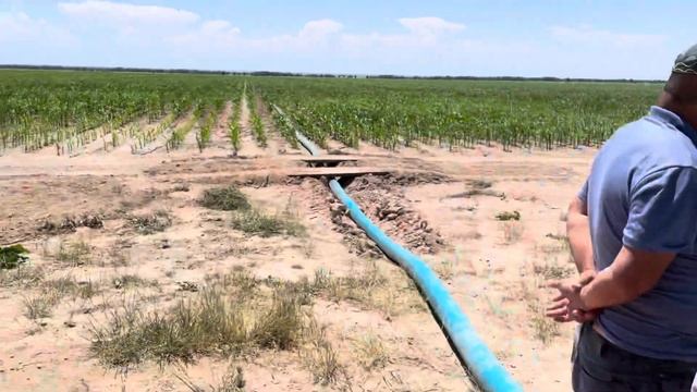 Капельное орошения на Кукурузе в Казахстане смотреть онлайн