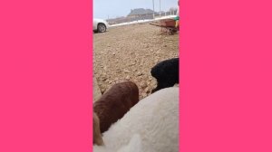 кормим ягнят молоком коровы?