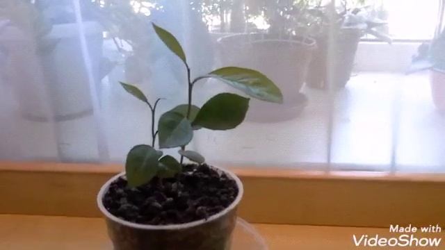 Ростки мандарина и лимона после пересадки. смотреть онлайн