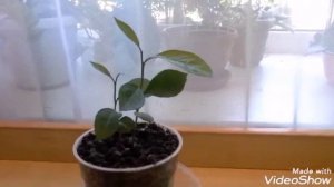 Ростки мандарина и лимона после пересадки.