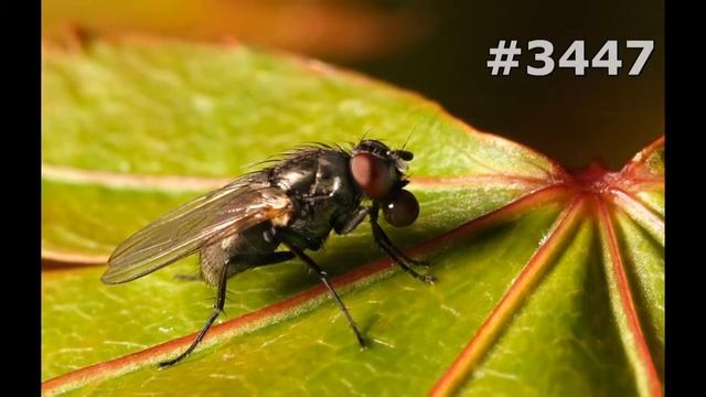 #3447. Насекомые (В мире животных) смотреть онлайн