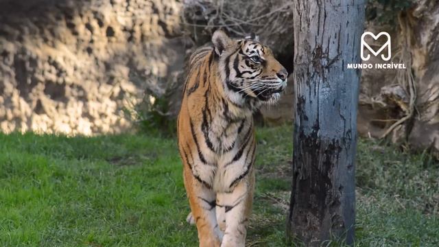 É POR ISSO QUE O LEÕES E TIGRES NÃO PODEM VIVER JUNTOS смотреть онлайн