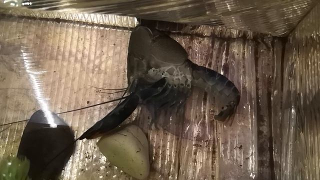 Линька австралийского рака смотреть онлайн