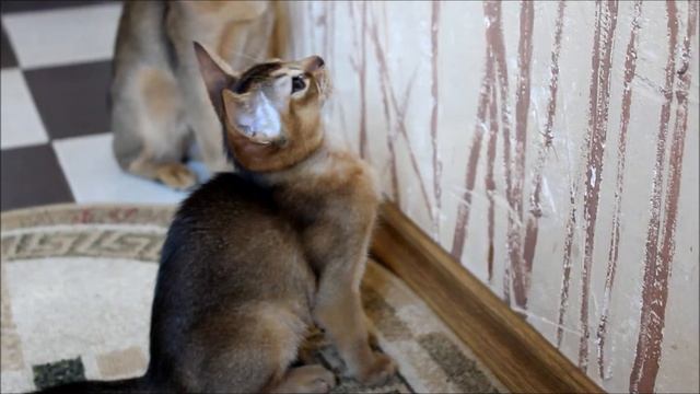 Абиссинские котята