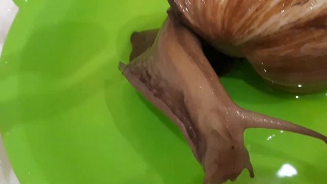 Как лечить улиток Ахатин после выпадения из рта пищевода)) Как чувствует себя  улиточка Татошка ???