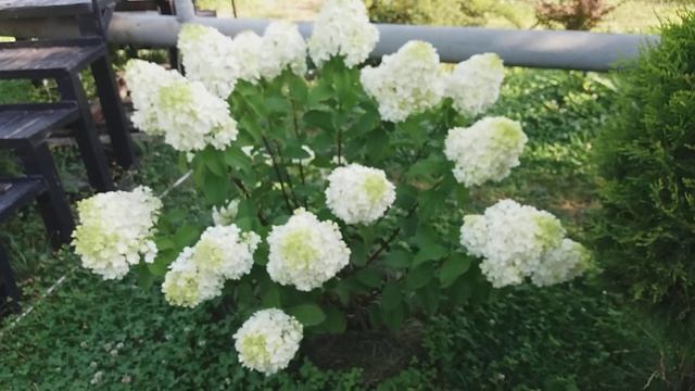 Метельчатая гортензия Сильвер Доллар 10.08.2018 смотреть онлайн