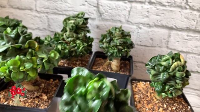 Отличия сортов адениума Dorset Horn (барашков)