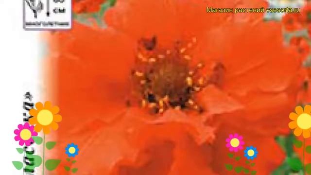 Гравилат махровый Ред Драгон. Краткий обзор, описание характеристик geum Red Dragon смотреть онлайн