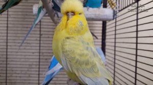 ? Учим попугая говорить. Урок № 51: "Как дела?"