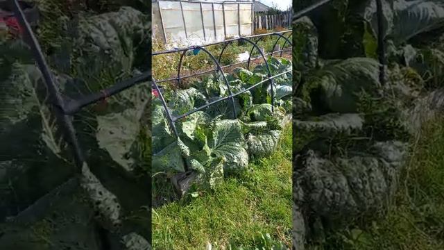 огород в сентябре смотреть онлайн