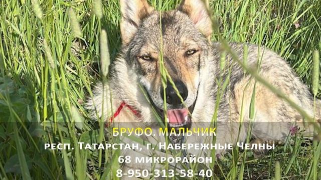 Пропала собака! БРУФО. Мальчик. респ. Татарстан, г. Набережные Челны смотреть онлайн