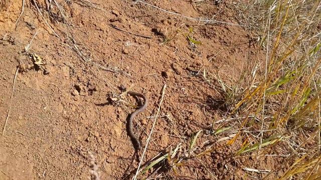 Маленькая гадюка смотреть онлайн