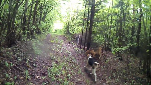 Натаска гончих 4 часть смотреть онлайн