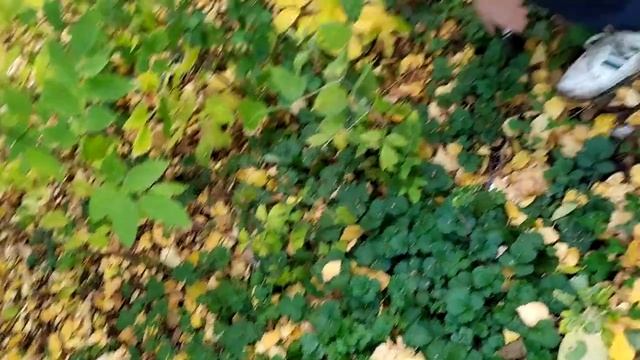 Находки.нашли и разбили телефон ????часть2