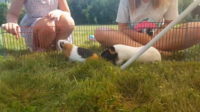 VLOG Один день из нашей жизни СВИНКИ с МОРЯ