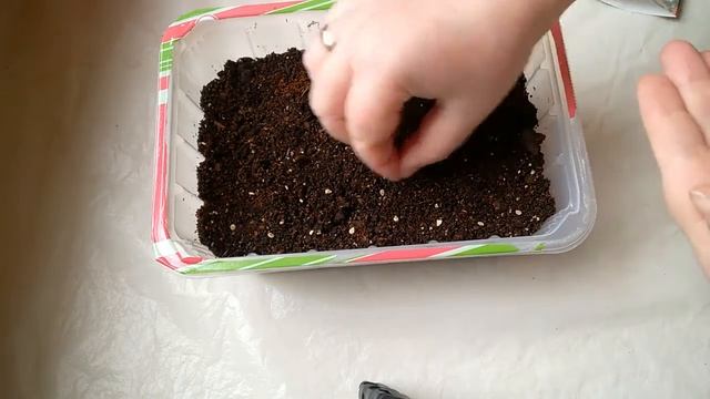 КОБЗАРЬ ТАРАСЕНКО - ТОМАТ НИЗКОРОСЛЫЙ смотреть онлайн