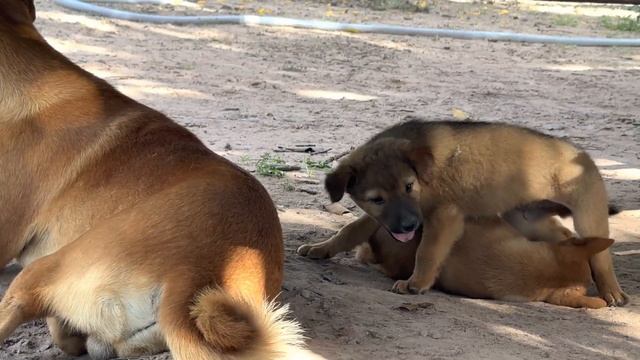 My Puppies make make game fight with family смотреть онлайн