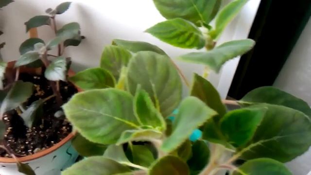 Первые цветочки на фиалочках смотреть онлайн