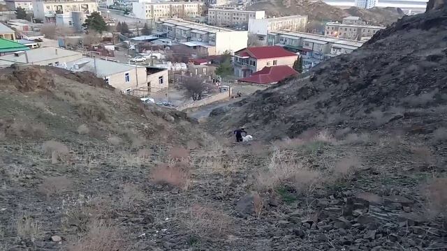 юные знатоки породы Туркменский Волкодав Алабай Turkmen It alabay Central asian work Dogs Alabai смотреть онлайн