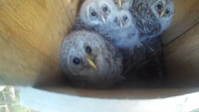 Проверка гнезда совы / пятеро совят в гнездовье смотреть онлайн