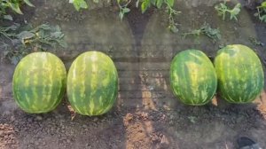 Каристан и кардинал два лучших арбуза на 2023год