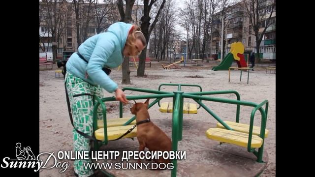 Чем занять собаку на улице? Умственное развитие. Отличная идея для прогулки с маленькой собачкой! смотреть онлайн