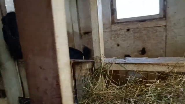 К Дональду привезли невесту?Устанавливаем бак для обогрева воды ?Девчонки хрумкают сено) смотреть онлайн