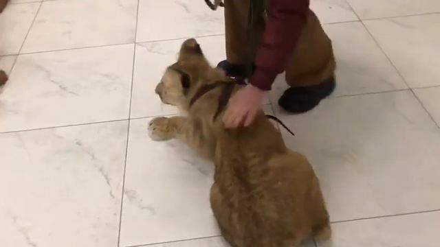 Баловень смотреть онлайн