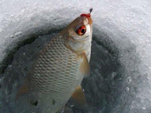 Ловля СОРОГИ по Последнему льду| Ловля ПЛОТВЫ на БЕЗМОТЫЛКУ | Рыбалка в ЗАЛИВЕ р.ВОЛГА.