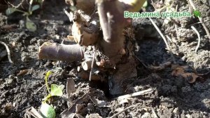 ЗАМЁРЗЛИ И ПОЧЕРНЕЛИ РОЗЫ. ЧТО ДЕЛАТЬ?