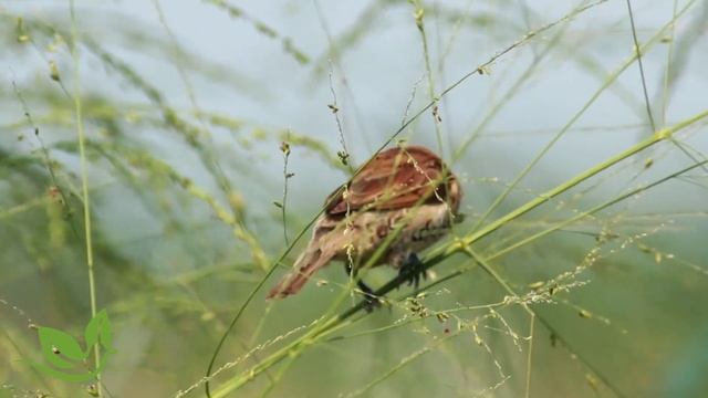 Расслабляющая музыка с Звуки природы, пение птиц, Звуки Леса, для релаксации, сна, Медитации смотреть онлайн