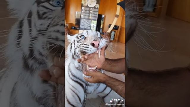 Белый Тигр укусил руку Араба #shorts смотреть онлайн