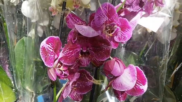 ШИКАРНЫЕ орхидеи КАСТОРАМА Orchids Castorama ORCHID | Орхидея | ОРЕНБУРГ Обзор ОРХИДЕЙ В КАСТОРАМЕ смотреть онлайн