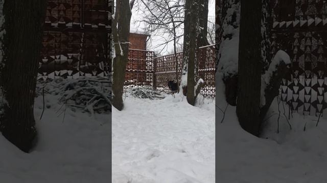 Домашние волки смотреть онлайн