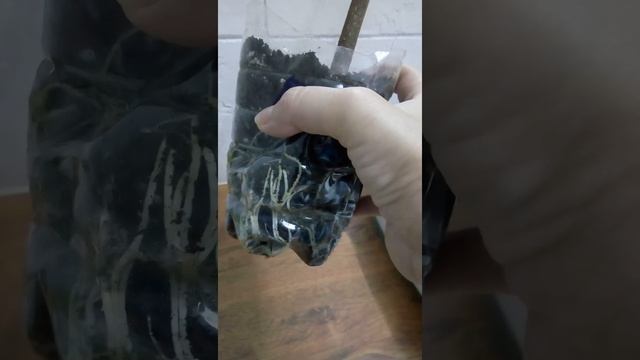 Инжир саженец Белый Медовый 01.12.22 смотреть онлайн