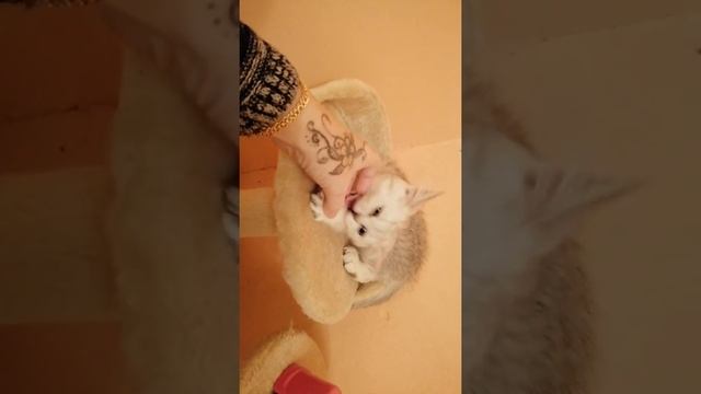 Шотландский котенок шиншилла серебро,от чемпиона.Одесса.продажа смотреть онлайн