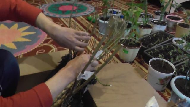 3. Вскрытие посылки с саженцами из Саратова, весна 2017 смотреть онлайн