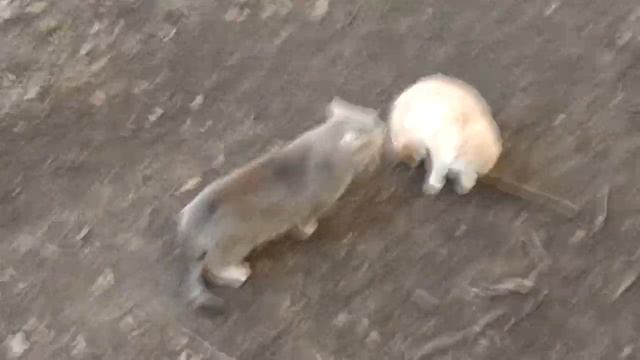 Кот коворит бугер кинк говно