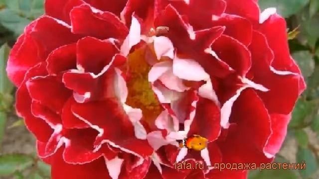 Роза флорибунда Раффлс Спаклин Раффл ? обзор: как сажать, саженцы розы Раффлс Спаклин Раффл смотреть онлайн