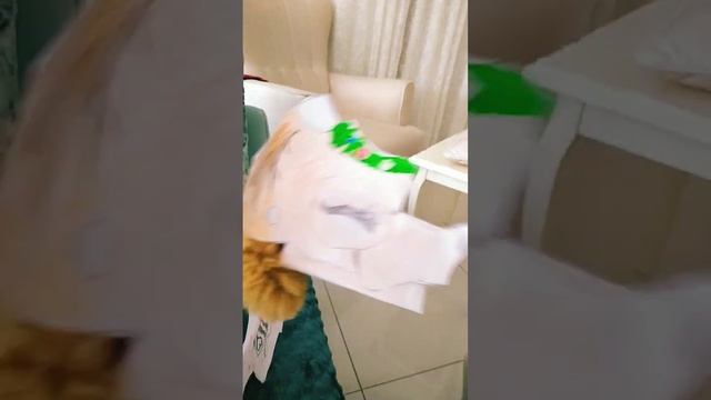 собачка дракон ?#дракон #собака#shorts #shortsvideo #viral #youtubeshorts #viralvideo смотреть онлайн