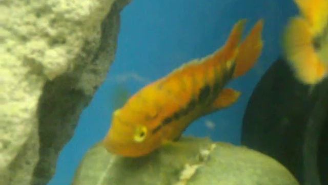 Rainbow Cichlids (Herotilapia multispinosa) Spawning Part 1 смотреть онлайн