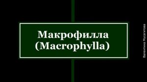 ❀ Спирея японская: 9 лучших сортов