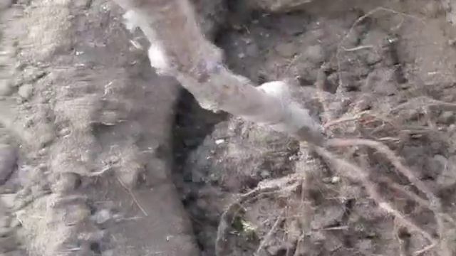 Посадка любимицы садоводов сливы "Алёнушка" смотреть онлайн