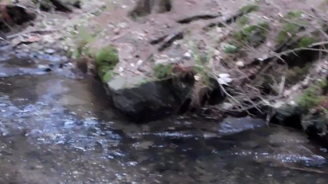 Forest small river (nikon coolpix b500) смотреть онлайн